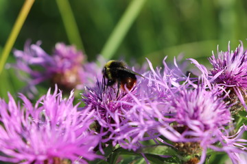 Bee pollinating flowers. Macro filming. Photo
