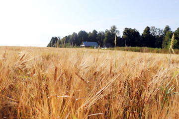 wheat field. The main cereal in the history of mankind. Summer landscape