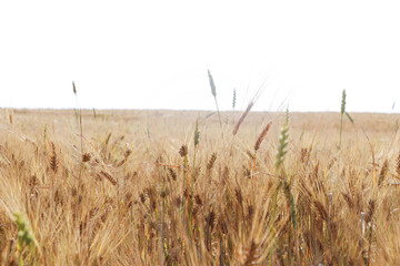 wheat field. The main cereal in the history of mankind. Summer landscape