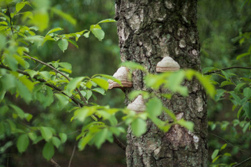 Pilze am Baum im Wald 