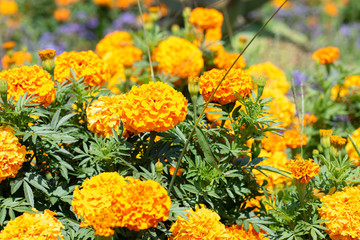 Yellow wildflowers on a background of green park. Yellow flowers closeup in the park.