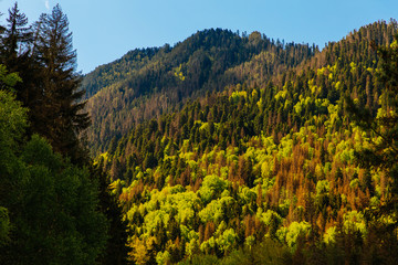 Green and yellow forest on the slope of mountain on background of blue sky. Beautiful landscape of wild nature
