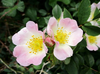 Gros plan de deux églantines et bouton floral sur un églantier commun (Rosa canina)