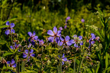 A flower meadow filled up with sunlight