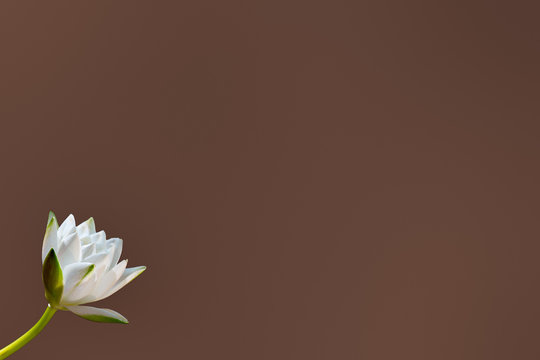 Water lily on brown background 