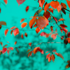 Colorful autumn shadberry leaves on background of turquoise wall. Beautiful nature of Fall season