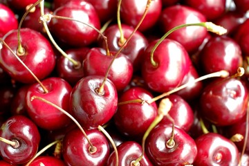 Close up of pile of ripe dark red cherries with stalks. Ripe cherries background.