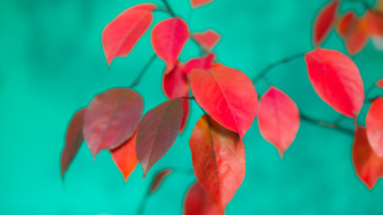 Colorful autumn shadberry leaves on background of turquoise wall. Beautiful nature of Fall season
