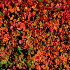 Colorful autumn leaves on shrubbery. Beautiful nature background of Fall season