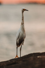 heron