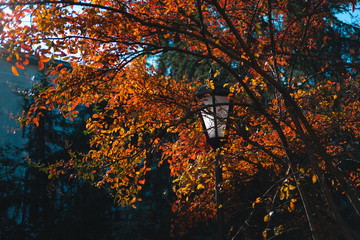Colorful autumn in park. Street lantern among bright foliage. Beautiful city background of Fall season
