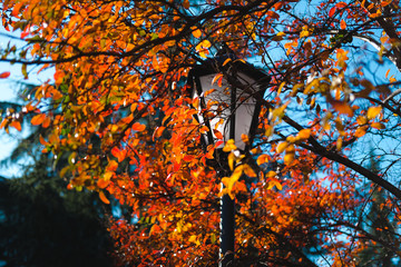 Colorful autumn in park. Street lantern among bright foliage. Beautiful city background of Fall season