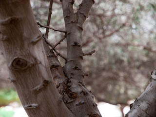 Thorny tree a desert home for local bird