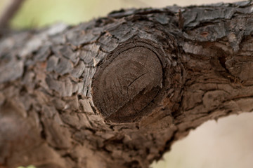(Thorny tree a desert home for local bird