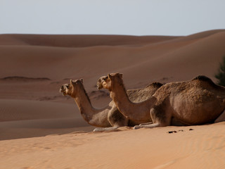 Camel the ships of the desert
