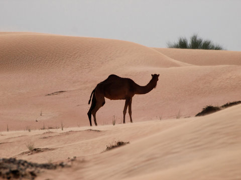 Camel the ships of the desert