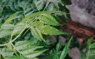grass with water drops
