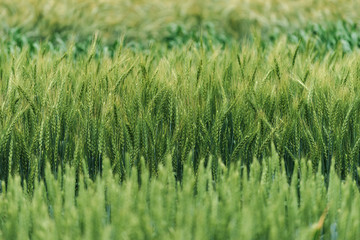 Variety of cereal crops growing in field
