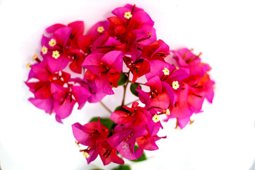 Bougainvillea flowers isolated on white background