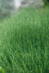 background green grass natural lawn fresh growing