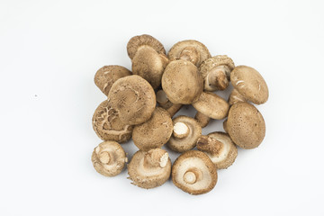 Fototapeta na wymiar shiitake mushroom isolated on white background