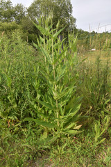 Chardon, cardère sauvage, abreuvoir aux oiseaux