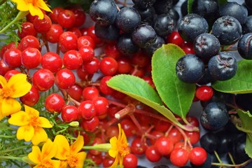 Ripe berries of black chokeberry and red viburnum on wooden background