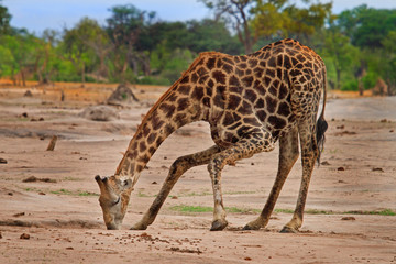 Adult giraffe bending to take a drink from a small puddle of water