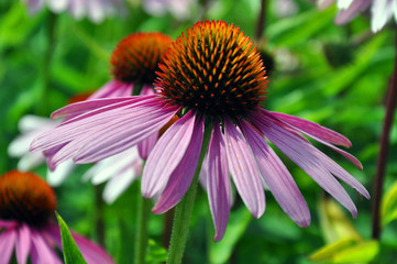 Pink Echinacea Flowers. Close up of pink Echinacea flowers