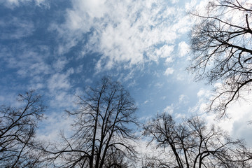 Sky branches and clouds