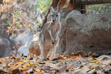 mother kangaroo