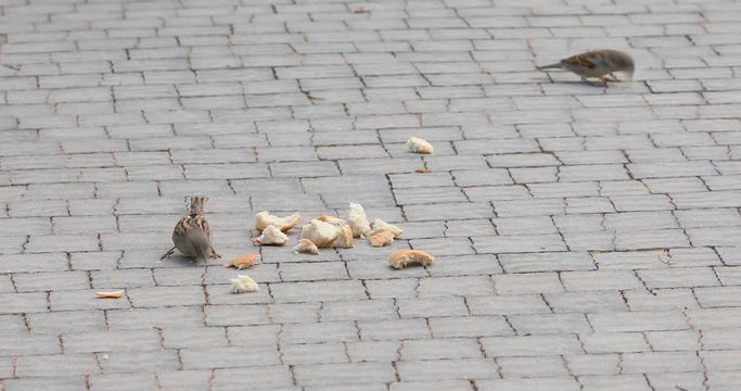 Pair of small sparrows are eat pieces of bread on a sidewalk tile