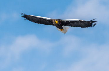 Adult Steller's sea eagle in flight. Front view. Scientific name: Haliaeetus pelagicus. Blue sky  background.