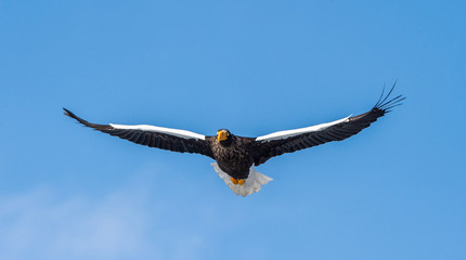 Adult Steller's sea eagle in flight. Front view. Scientific name: Haliaeetus pelagicus. Blue sky  background.