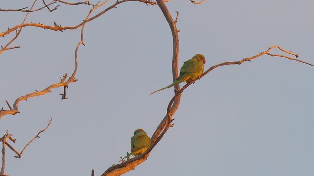 Two green parrots sits on the branches of a tree at sunset