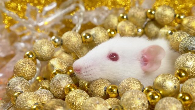 a white rat on a gold background peeps out of a nest of golden balls. close-up. symbol of 2020. copy space. symbol of wealth and abundance