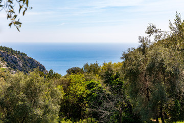Fototapeta na wymiar Wild trees in Provence at spring near the sea