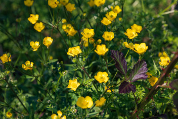 Group od small unknown yellow flowers