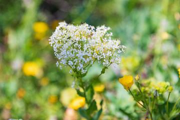 Single ripe ammi in shallow DOF at sunny glade