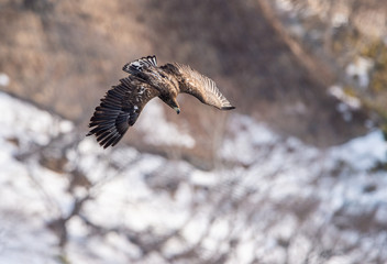 Juvenile White tailed eagle in flight. Snow-covered mountain on the background. Winter season. Scientific name: Haliaeetus albicilla, also known as the ern, erne, gray eagle, white-tailed sea eagle.
