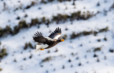 Adult Steller's sea eagle in flight.  Steller's sea eagle, Scientific name: Haliaeetus pelagicus. Winter season, natural habitat.