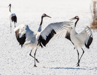 Dancing Cranes. The ritual marriage dance of cranes. The red-crowned crane. Scientific name: Grus japonensis, also called the Japanese crane or Manchurian crane, is a large East Asian Crane.