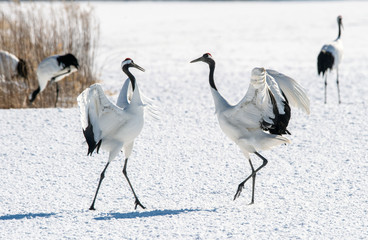 Dancing Cranes. The ritual marriage dance of cranes. The red-crowned crane. Scientific name: Grus japonensis, also called the Japanese crane or Manchurian crane, is a large East Asian Crane.