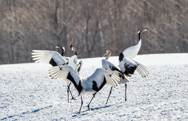 Dancing Cranes. The ritual marriage dance of cranes. The red-crowned crane. Scientific name: Grus japonensis, also called the Japanese crane or Manchurian crane, is a large East Asian Crane.