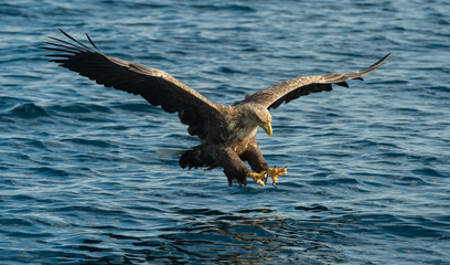 Adult White-tailed eagle fishing. Blue Ocean Background. Scientific name: Haliaeetus albicilla, also known as the ern, erne, gray eagle, Eurasian sea eagle and white-tailed sea-eagle. Natural habitat