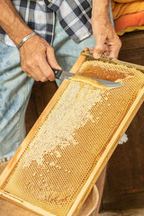 Récolte de miel lors de la désoperculation au couteau par l'apiculteur des alvéoles des cadres...