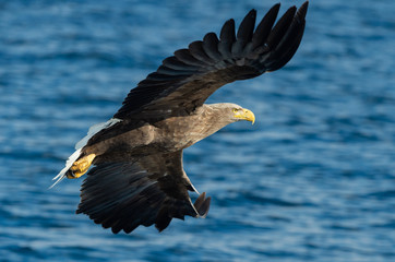 Adult White-tailed eagle fishing. Blue Ocean Background. Scientific name: Haliaeetus albicilla, also known as the ern, erne, gray eagle, Eurasian sea eagle and white-tailed sea-eagle. Natural habitat
