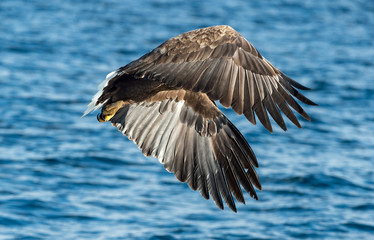 Adult White-tailed eagle fishing. Blue Ocean Background. Scientific name: Haliaeetus albicilla, also known as the ern, erne, gray eagle, Eurasian sea eagle and white-tailed sea-eagle. Natural habitat