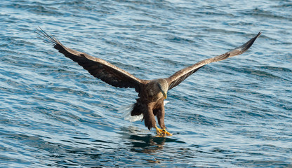 Adult White-tailed eagle fishing. front view. Scientific name: Haliaeetus albicilla, also known as the ern, erne, gray eagle, Eurasian sea eagle, white tailed sea-eagle. Natural habitat. Blue ocean.
