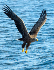 Adult White-tailed eagle fishing. front view. Scientific name: Haliaeetus albicilla, also known as the ern, erne, gray eagle, Eurasian sea eagle, white tailed sea-eagle. Natural habitat. Blue ocean.